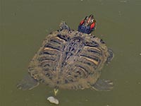 Sumpfschildkröten